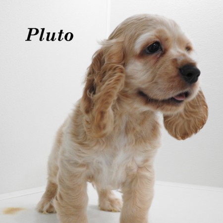 puppy, for, sale, Cocker Spaniel, Joe & Cherri  Overlease, dog, breeder, Miller, MO, dog-breeder, puppy-for-sale, forsale, nearby, find, puppyfind, locator, puppylocator, aca